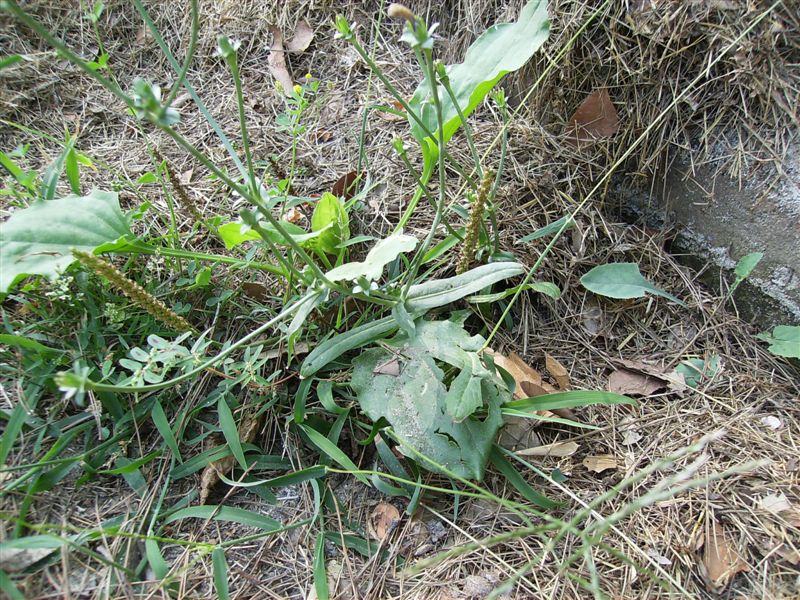 Cichorium intybus e Plantago major